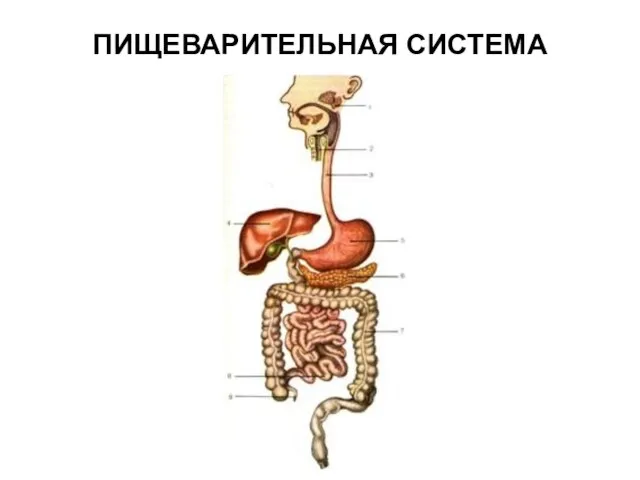 ПИЩЕВАРИТЕЛЬНАЯ СИСТЕМА