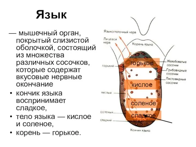 Язык — мышечный орган, покрытый слизистой оболочкой, состоящий из множества различных сосочков,