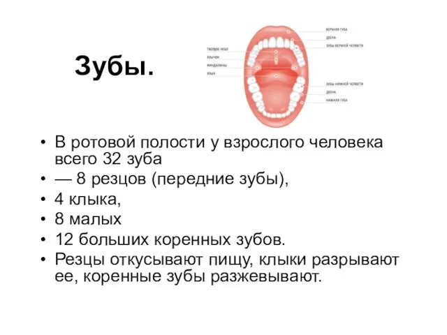 Зубы. В ротовой полости у взрослого человека всего 32 зуба — 8