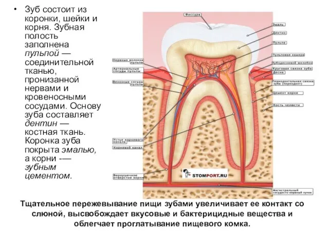 Тщательное пережевывание пищи зубами увеличивает ее контакт со слюной, высвобождает вкусовые и