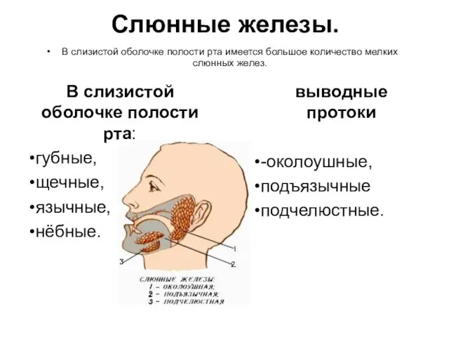 Слюнные железы. В слизистой оболочке полости рта: губные, щечные, язычные, нёбные. выводные