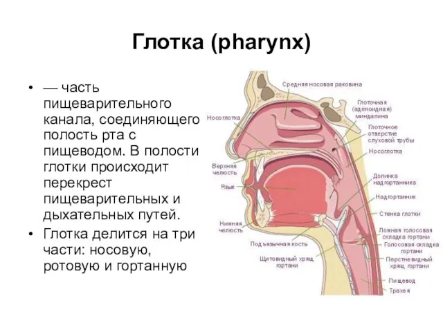 Глотка (pharynx) — часть пищеварительного канала, соединяющего полость рта с пищеводом. В