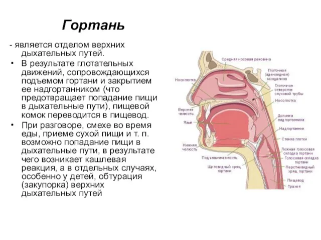 Гортань - является отделом верхних дыхательных путей. В результате глотательных движений, сопровождающихся