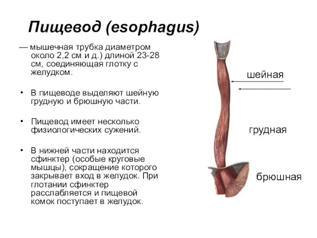 Пищевод (esophagus) — мышечная трубка диаметром около 2,2 см и д.) длиной