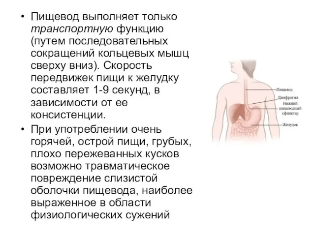 Пищевод выполняет только транспортную функцию (путем последовательных сокращений кольцевых мышц сверху вниз).