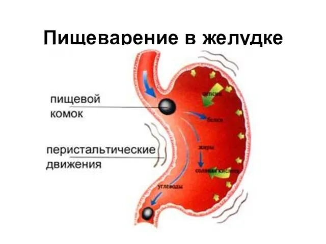 Пищеварение в желудке