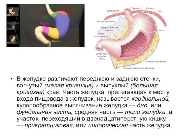 В желудке различают переднюю и заднюю стенки, вогнутый (малая кривизна) и выпуклый