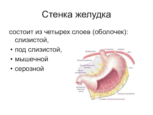 Стенка желудка состоит из четырех слоев (оболочек): слизистой, под слизистой, мышечной серозной