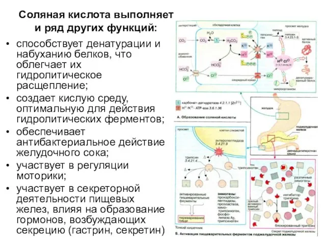 Соляная кислота выполняет и ряд других функций: способствует денатурации и набуханию белков,