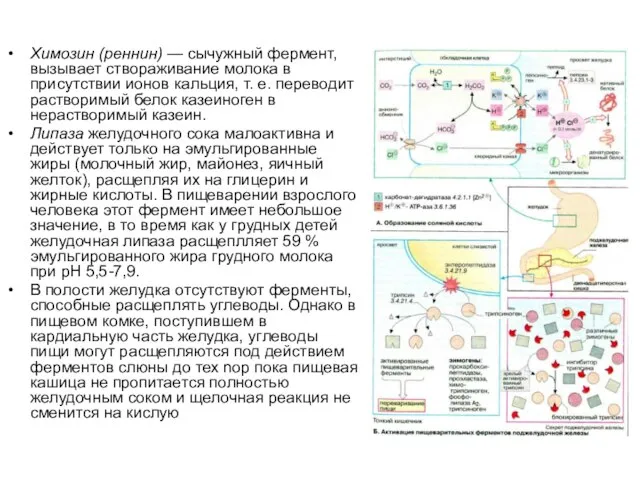 Химозин (реннин) — сычужный фермент, вызывает створаживание молока в присутствии ионов кальция,