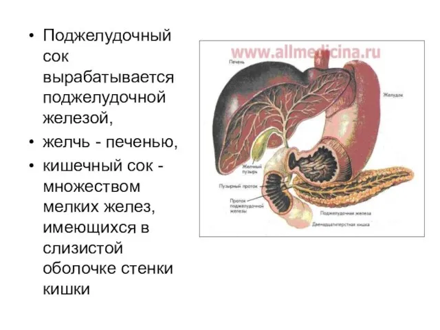 Поджелудочный сок вырабатывается поджелудочной железой, желчь - печенью, кишечный сок - множеством
