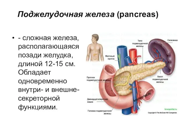 Поджелудочная железа (pancreas) - сложная железа, располагающаяся позади желудка, длиной 12-15 см.