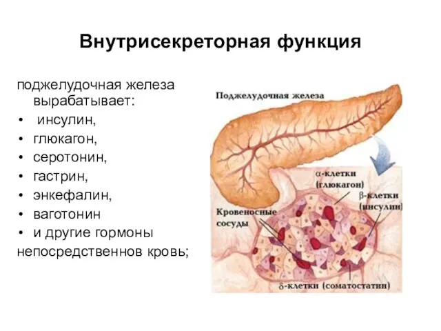 Внутрисекреторная функция поджелудочная железа вырабатывает: инсулин, глюкагон, серотонин, гастрин, энкефалин, ваготонин и другие гормоны непосредственнов кровь;