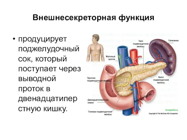 Внешнесекреторная функция продуцирует поджелудочный сок, который поступает через выводной проток в двенадцатиперстную кишку.