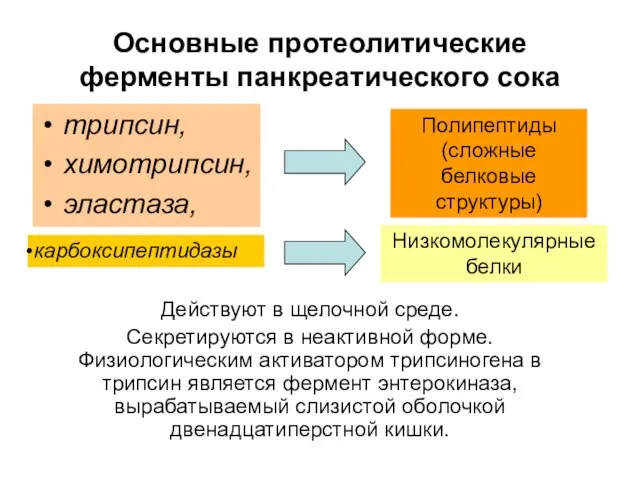 Основные протеолитические ферменты панкреатического сока трипсин, химотрипсин, эластаза, Действуют в щелочной среде.