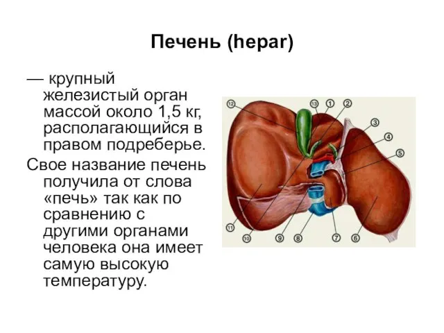 Печень (hepar) — крупный железистый орган массой около 1,5 кг, располагающийся в