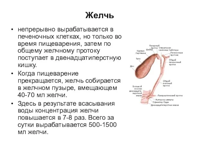 Желчь непрерывно вырабатывается в печеночных клетках, но только во время пищеварения, затем