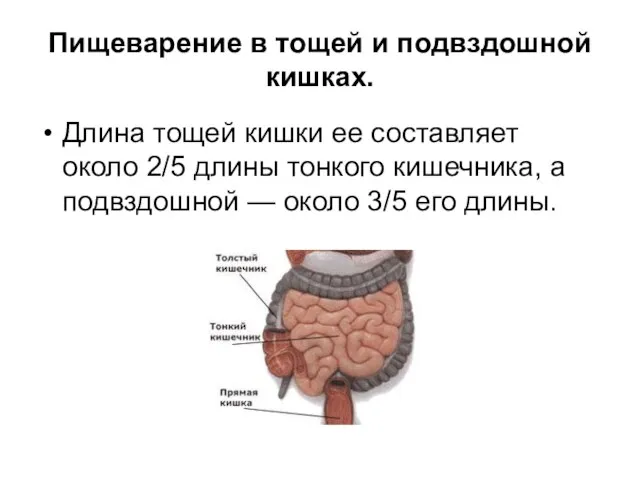 Пищеварение в тощей и подвздошной кишках. Длина тощей кишки ее составляет около