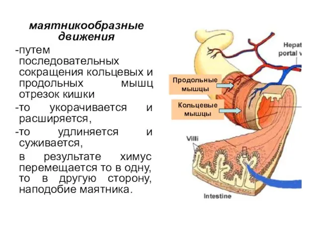 маятникообразные движения путем последовательных сокращения кольцевых и продольных мышц отрезок кишки то