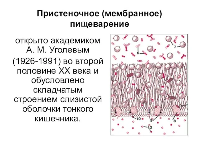 Пристеночное (мембранное) пищеварение открыто академиком А. М. Уголевым (1926-1991) во второй половине