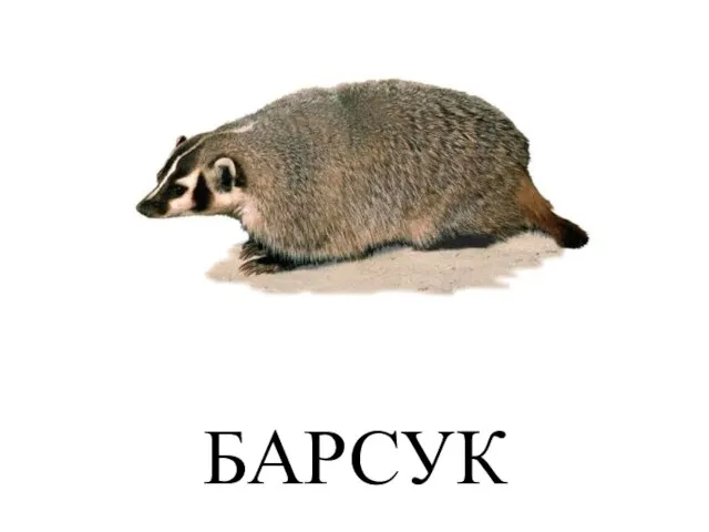 БАРСУК