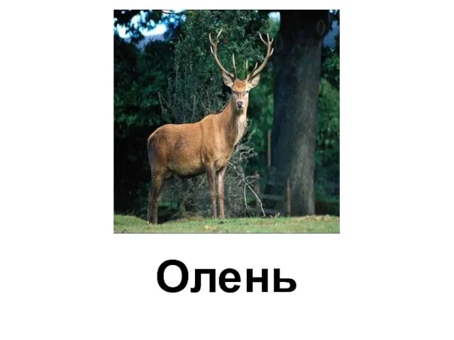 Олень