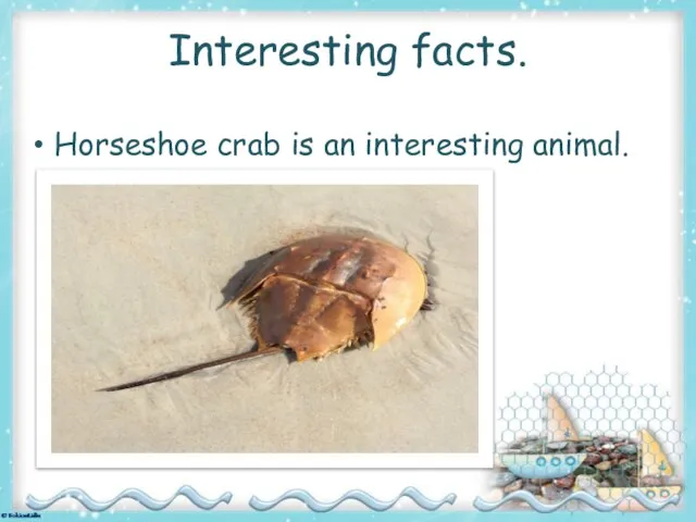 Interesting facts. Horseshoe crab is an interesting animal.