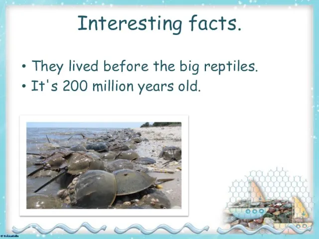 Interesting facts. They lived before the big reptiles. It's 200 million years old.