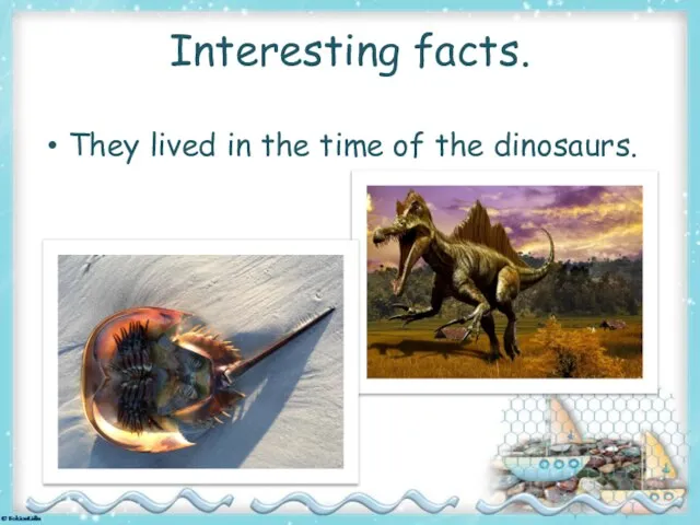 They lived in the time of the dinosaurs. Interesting facts.