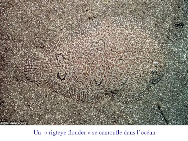 Un « rigteye flouder » se camoufle dans l’océan