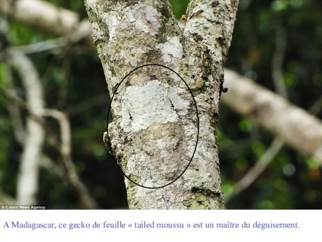 A Madagascar, ce gecko de feuille « tailed moussu » est un maître du déguisement.
