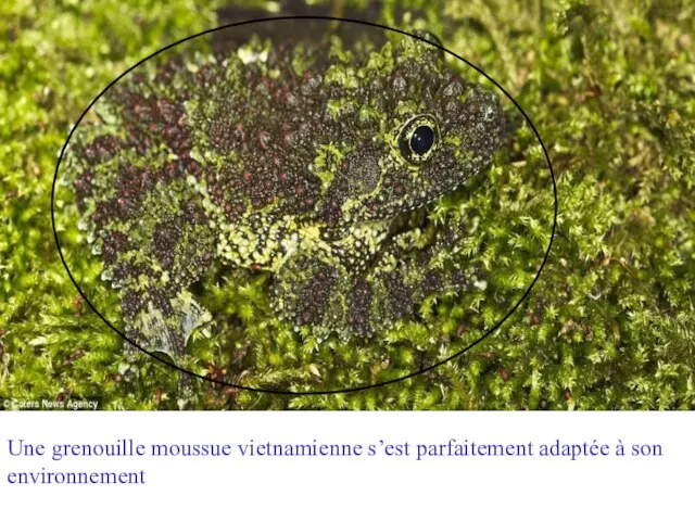 Une grenouille moussue vietnamienne s’est parfaitement adaptée à son environnement