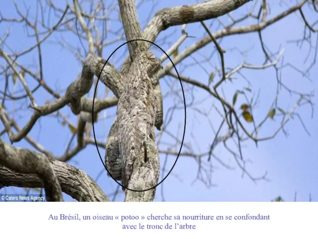 Au Brésil, un oiseau « potoo » cherche sa nourriture en se