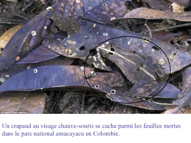 Un crapaud au visage chauve-souris se cache parmi les feuilles mortes dans