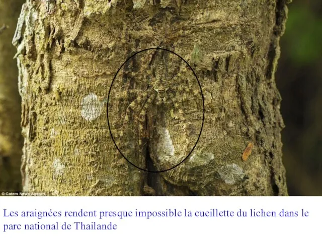 Les araignées rendent presque impossible la cueillette du lichen dans le parc national de Thailande