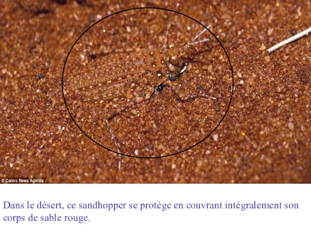 Dans le désert, ce sandhopper se protège en couvrant intégralement son corps de sable rouge.