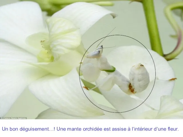 Un bon déguisement…! Une mante orchidée est assise à l’intérieur d’une fleur.