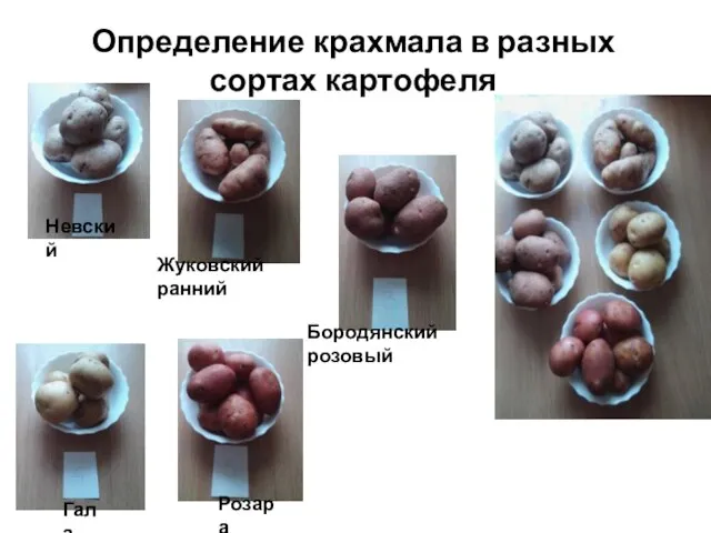 Определение крахмала в разных сортах картофеля Невский Жуковский ранний Бородянский розовый Гала Розара