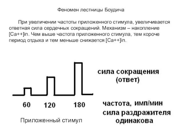 Приложенный стимул Феномен лестницы Боудича При увеличении частоты приложенного стимула, увеличивается ответная