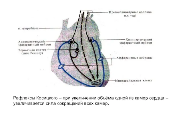 Рефлексы Косицкого – при увеличении объёма одной из камер сердца – увеличивается сила сокращений всех камер.