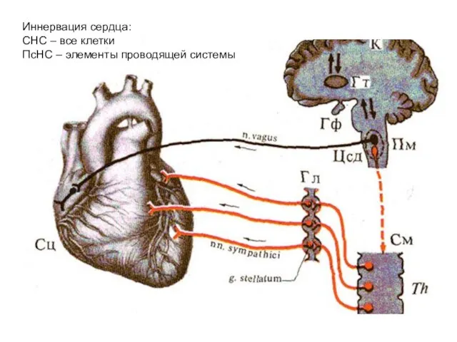 Иннервация сердца: СНС – все клетки ПсНС – элементы проводящей системы