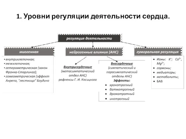 1. Уровни регуляции деятельности сердца.