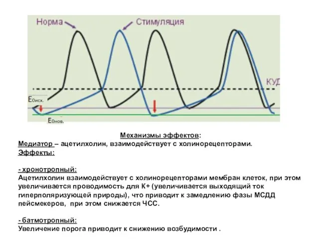 Механизмы эффектов: Медиатор – ацетилхолин, взаимодействует с холинорецепторами. Эффекты: - хронотропный: Ацетилхолин