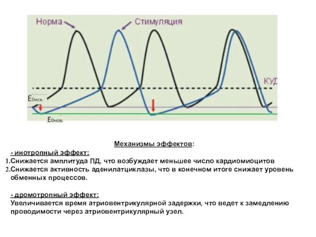 Механизмы эффектов: - инотропный эффект: Снижается амплитуда ПД, что возбуждает меньшее число