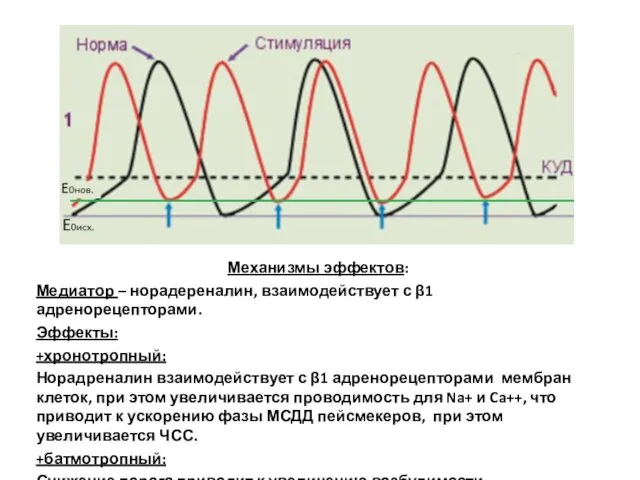 Механизмы эффектов: Медиатор – норадереналин, взаимодействует с β1 адренорецепторами. Эффекты: +хронотропный: Норадреналин