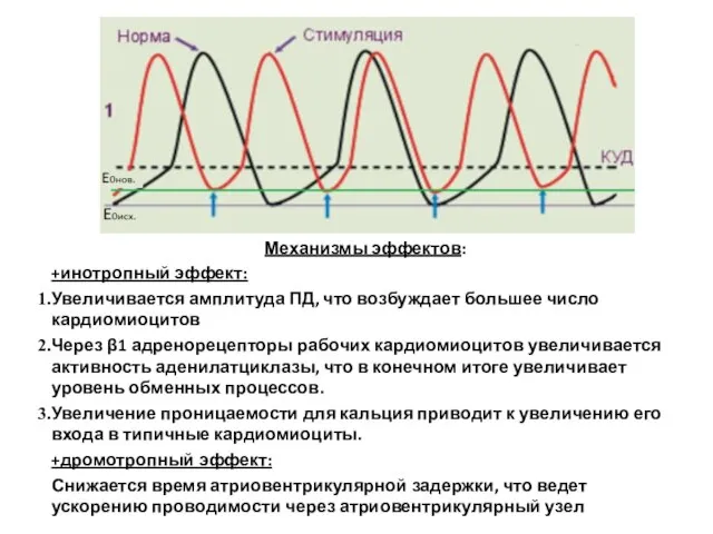 Механизмы эффектов: +инотропный эффект: Увеличивается амплитуда ПД, что возбуждает большее число кардиомиоцитов