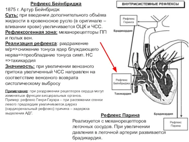 Рефлекс Бейнбриджа 1875 г. Артур Бейнбридж Суть: при введении дополнительного объёма жидкости