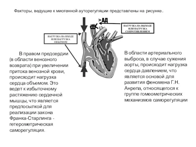 Факторы, ведущие к миогенной ауторегуляции представлены на рисунке. В правом предсердии (в