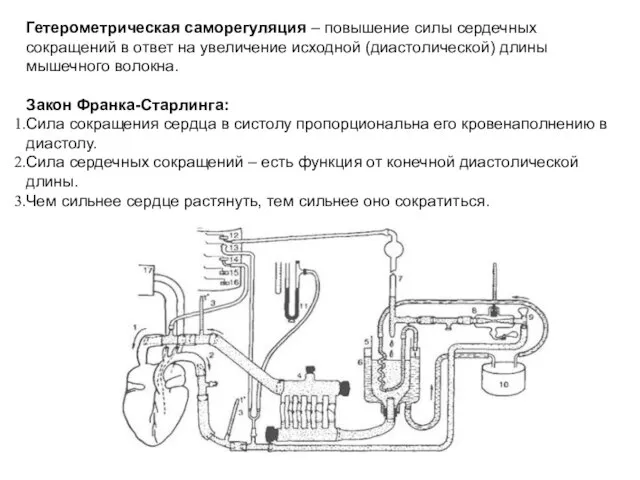 Гетерометрическая саморегуляция – повышение силы сердечных сокращений в ответ на увеличение исходной