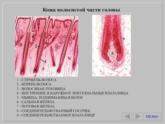 Кожа волосистой части головы 1 - СТЕРЖЕНЬ ВОЛОСА 2 - КОРЕНЬ ВОЛОСА